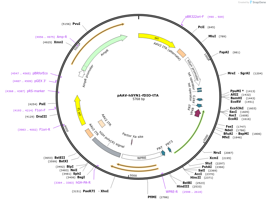 166597-plasmid-map-sequence-id-523216