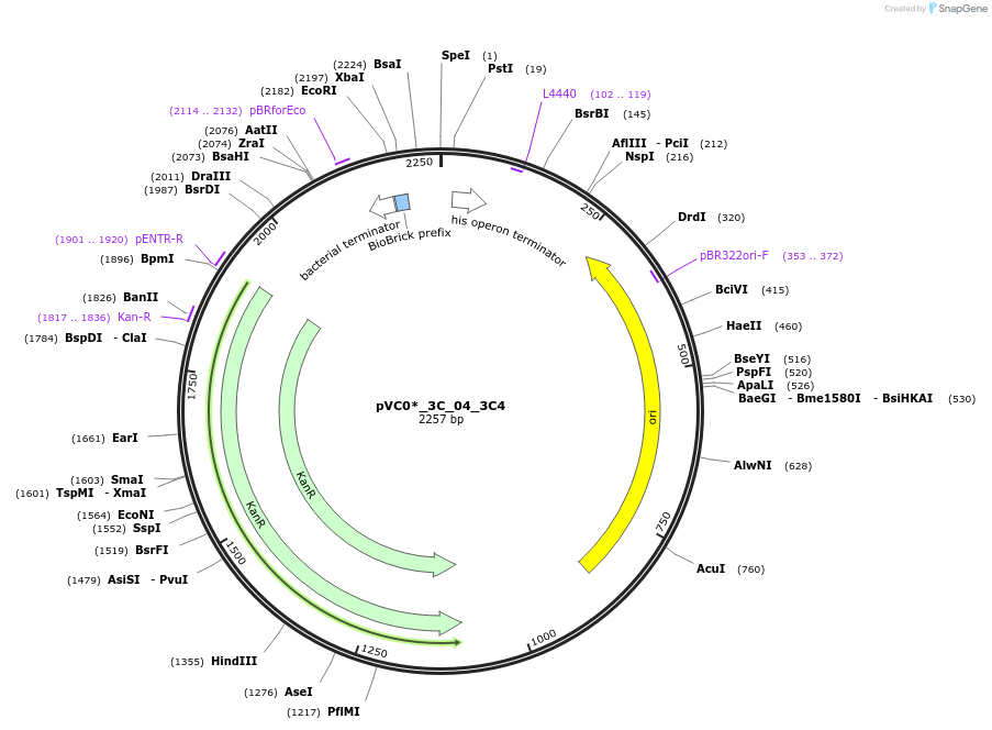 250013-plasmid-map-sequence-id-523223