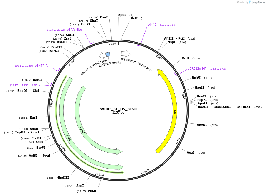 250014-plasmid-map-sequence-id-523224