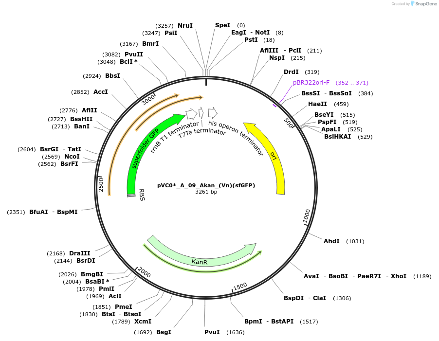 250026-plasmid-map-sequence-id-523234