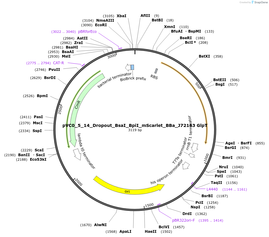 249998-plasmid-map-sequence-id-523243