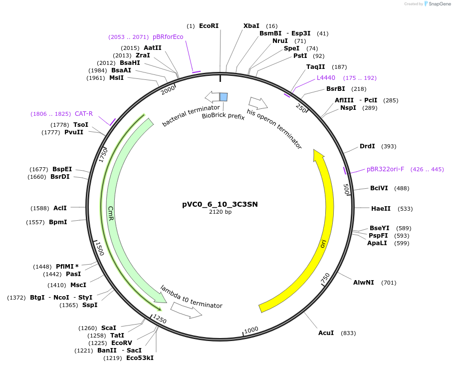 249969-plasmid-map-sequence-id-523245