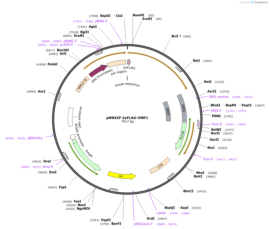 117416-plasmid-map-sequence-id-523303