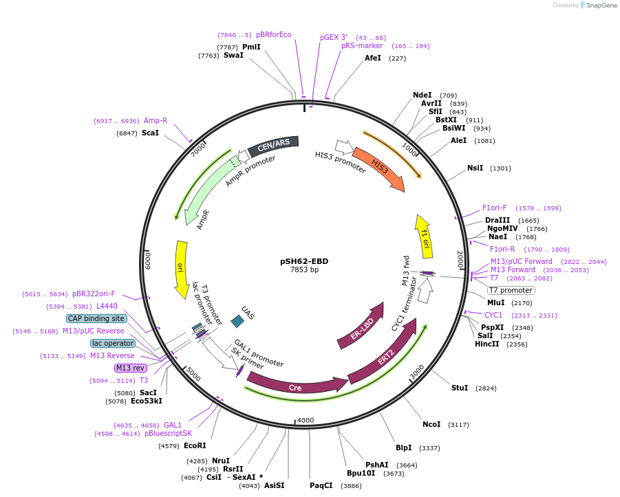 49455-plasmid-map-sequence-id-523305