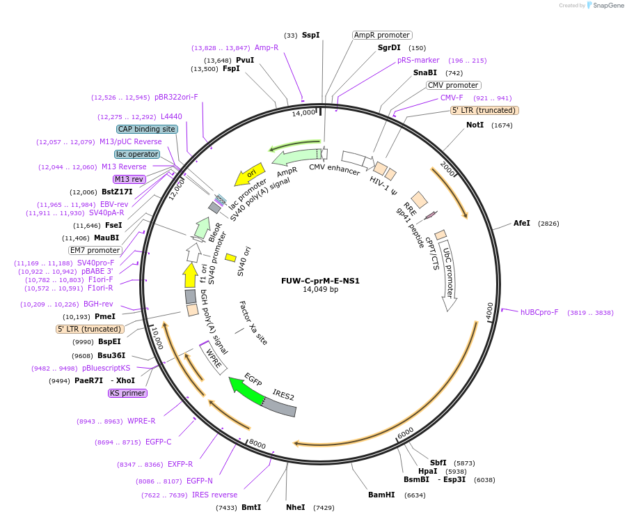 175281-plasmid-map-sequence-id-523309