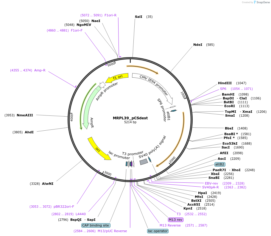 53830-plasmid-map-sequence-id-523311
