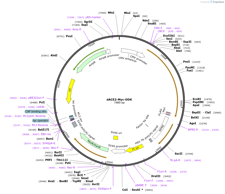 263184-plasmid-map-sequence-id-523329