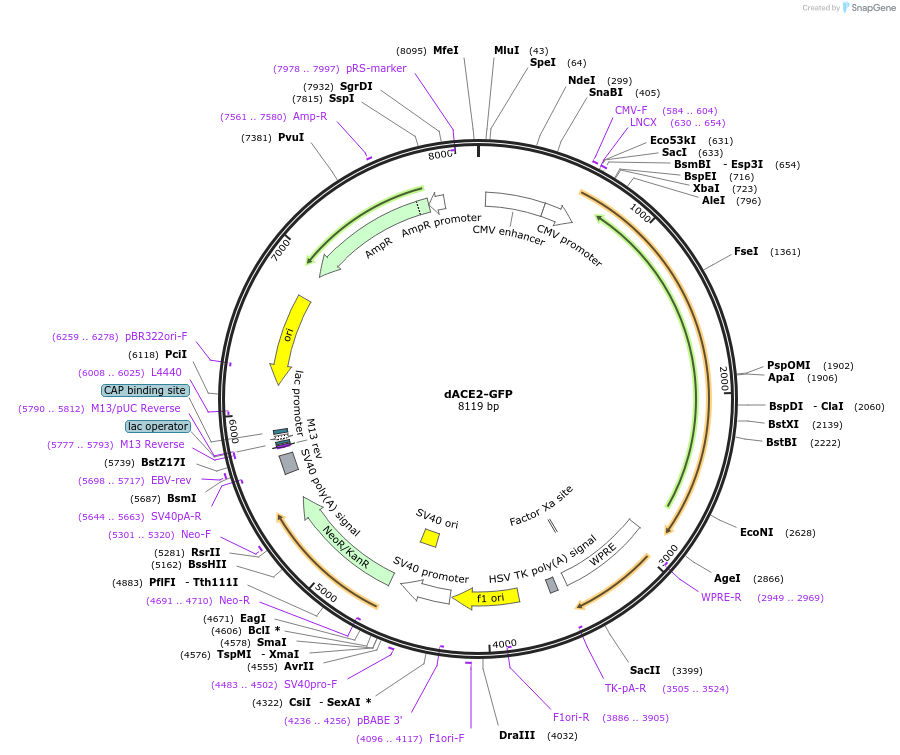 263185-plasmid-map-sequence-id-523330