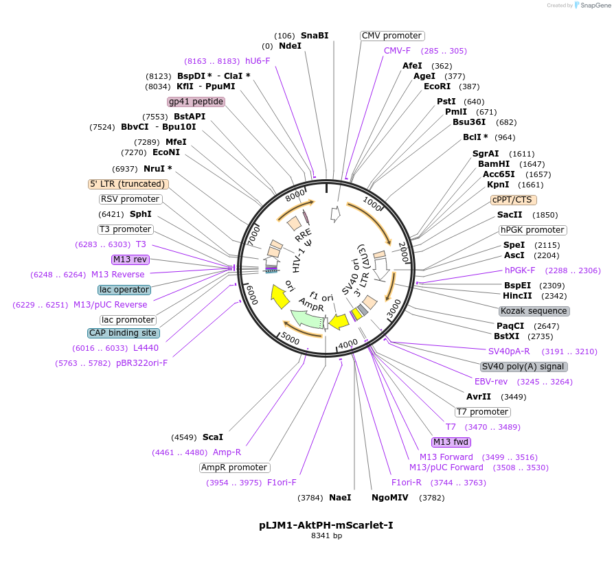 261788-plasmid-map-sequence-id-523337