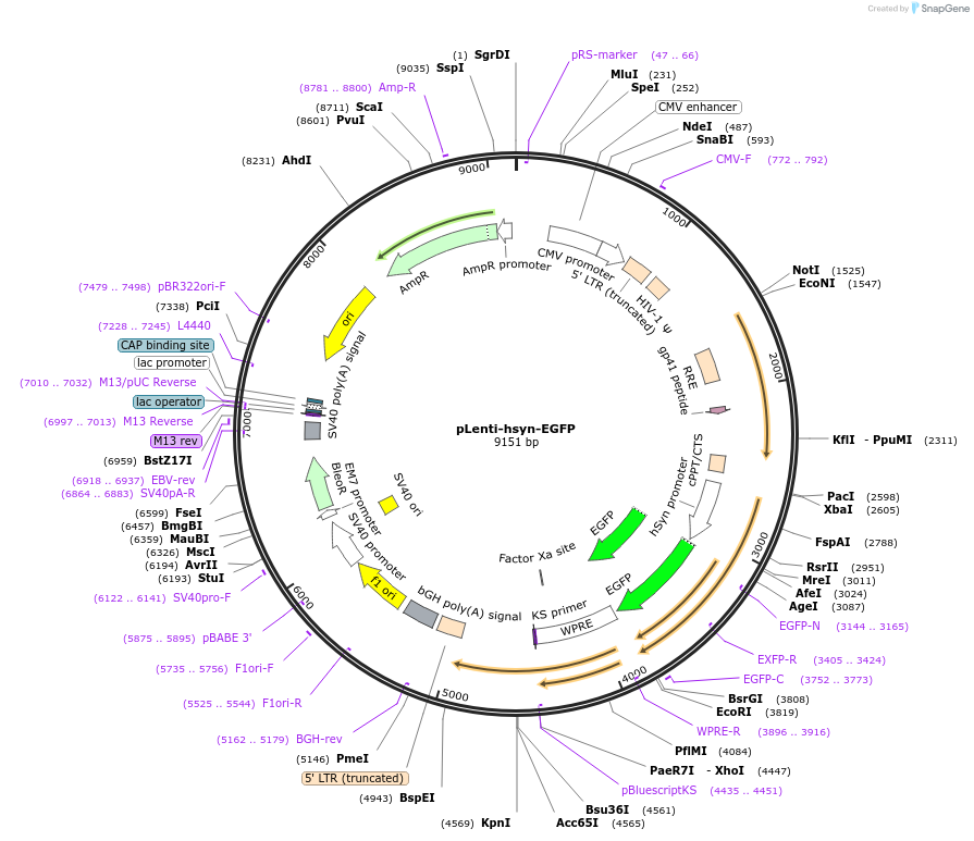 261361-plasmid-map-sequence-id-523384