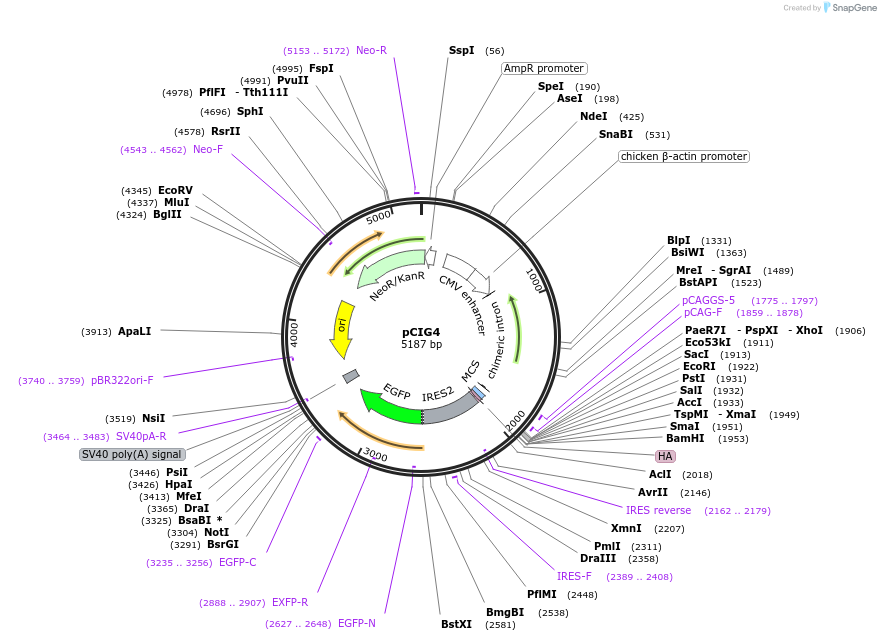 257131-plasmid-map-sequence-id-523397
