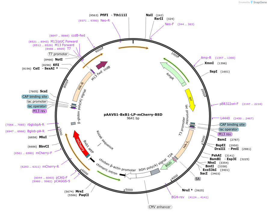 262518-plasmid-map-sequence-id-523408