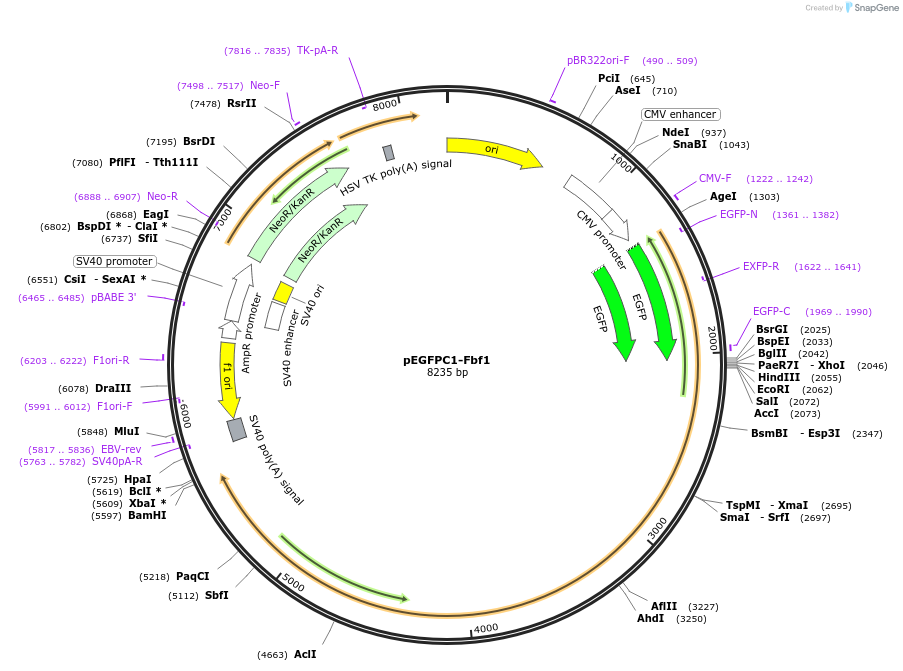 261518-plasmid-map-sequence-id-523437