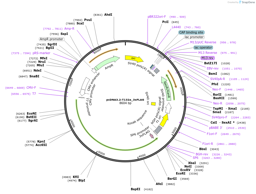 261525-plasmid-map-sequence-id-523439