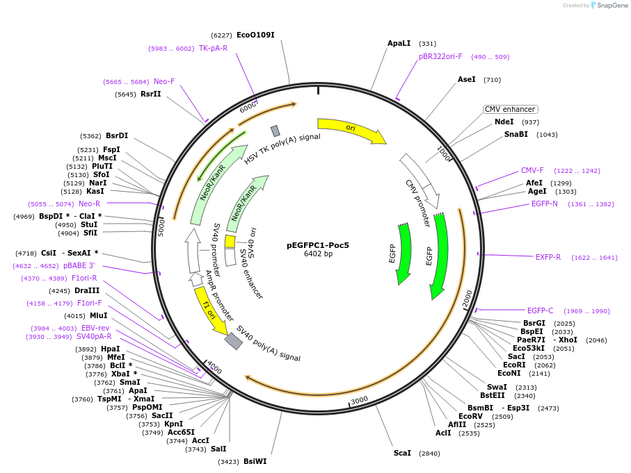 261520-plasmid-map-sequence-id-523440