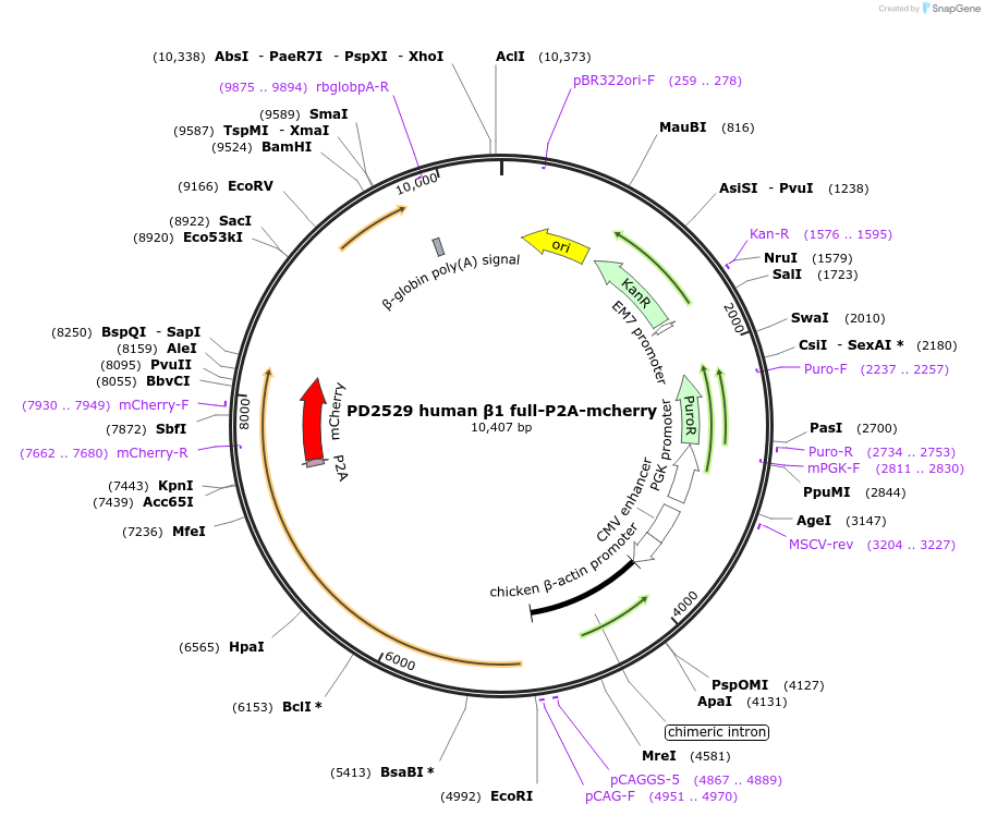 260940-plasmid-map-sequence-id-523446