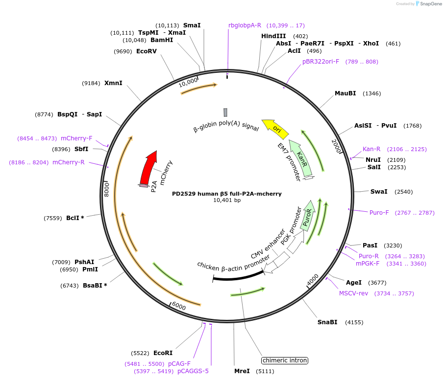 260941-plasmid-map-sequence-id-523448