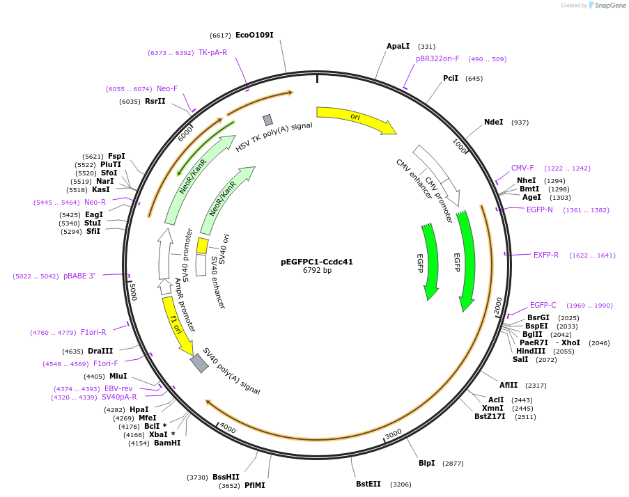 261522-plasmid-map-sequence-id-523449