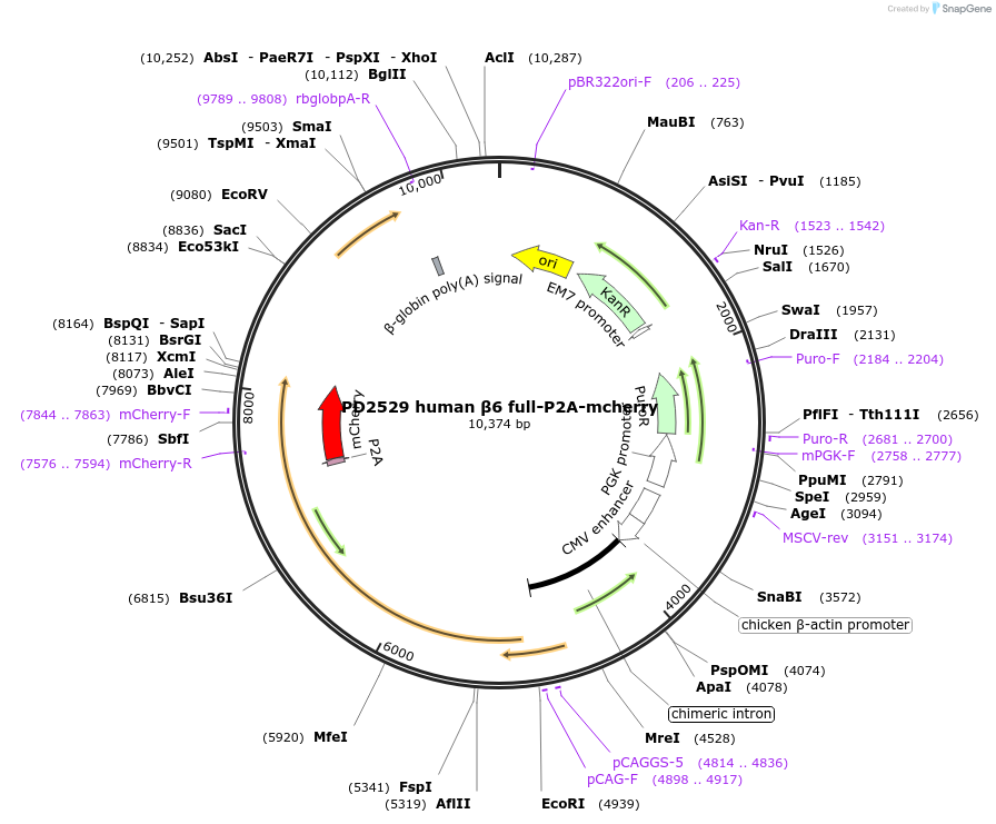 260942-plasmid-map-sequence-id-523450
