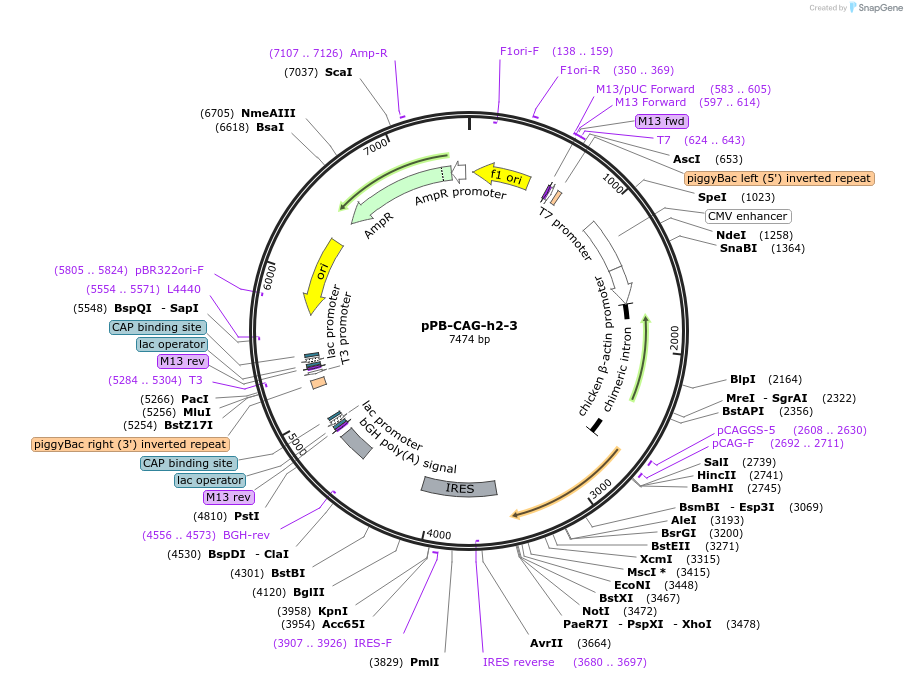 262788-plasmid-map-sequence-id-523454