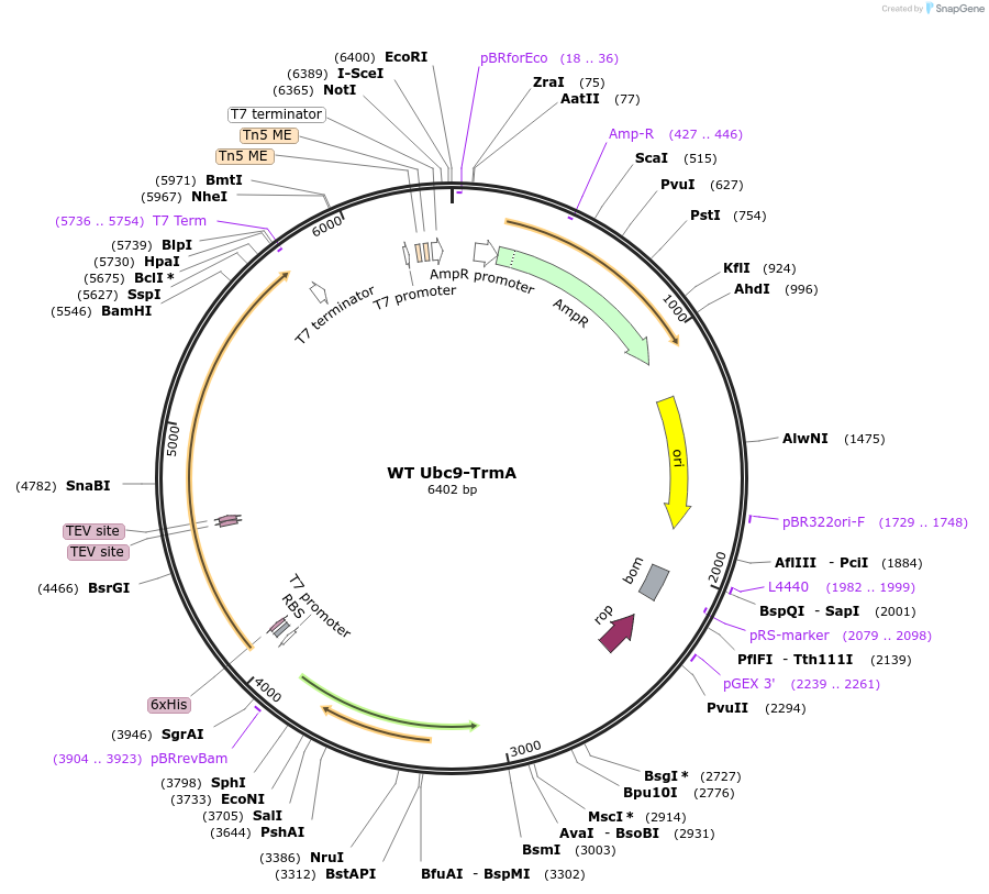 260663-plasmid-map-sequence-id-523456
