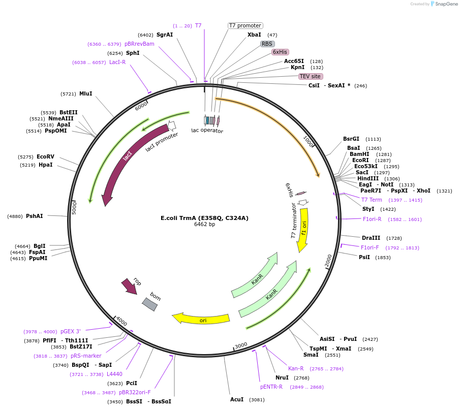 260642-plasmid-map-sequence-id-523464