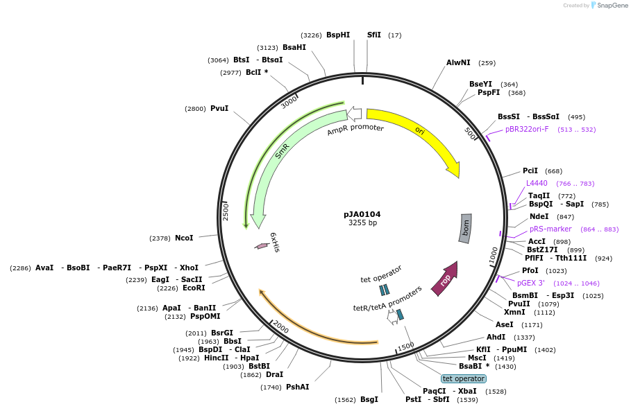 261859-plasmid-map-sequence-id-523490