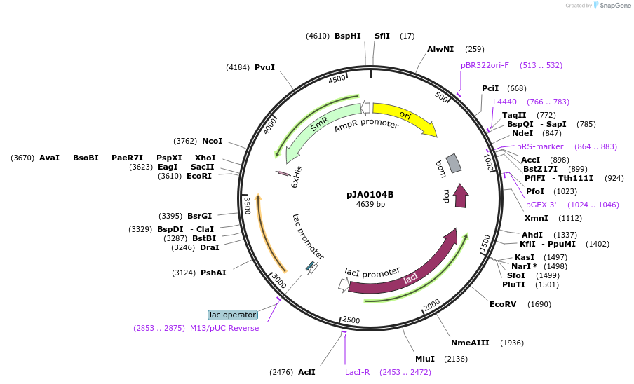 261860-plasmid-map-sequence-id-523492