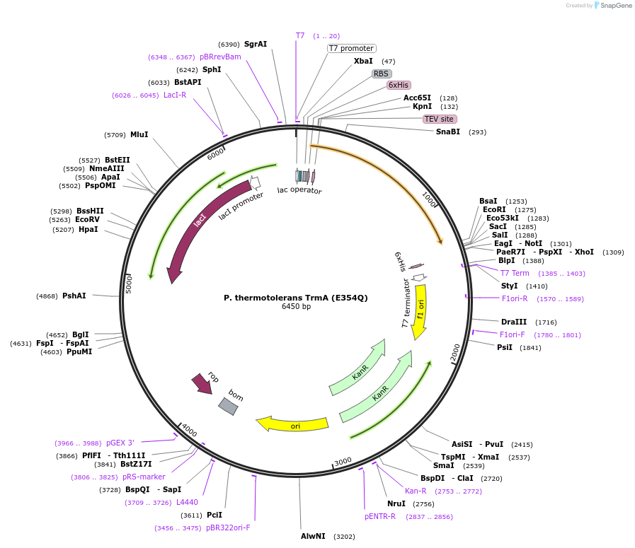 260653-plasmid-map-sequence-id-523537