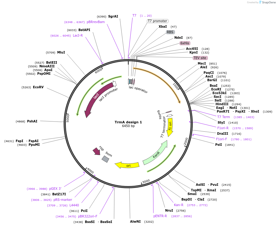 260654-plasmid-map-sequence-id-523538