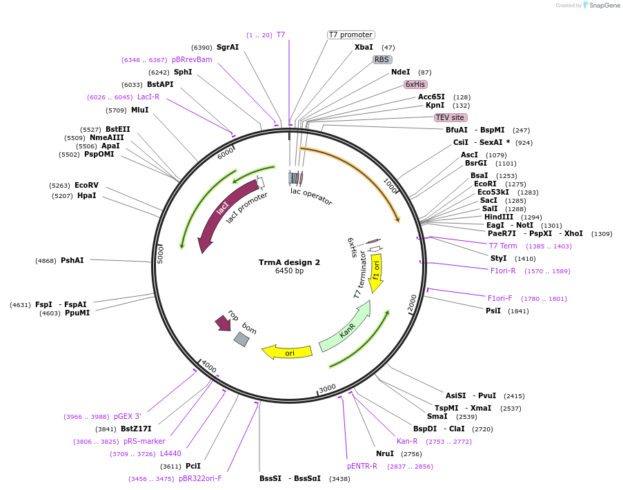 260655-plasmid-map-sequence-id-523540