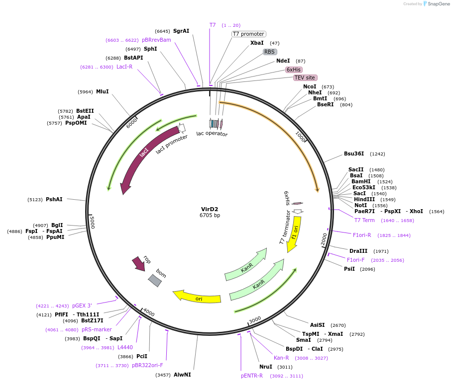 260657-plasmid-map-sequence-id-523541