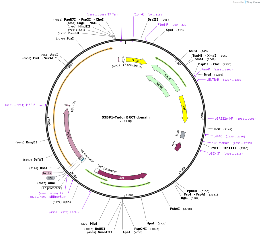 260662-plasmid-map-sequence-id-523567