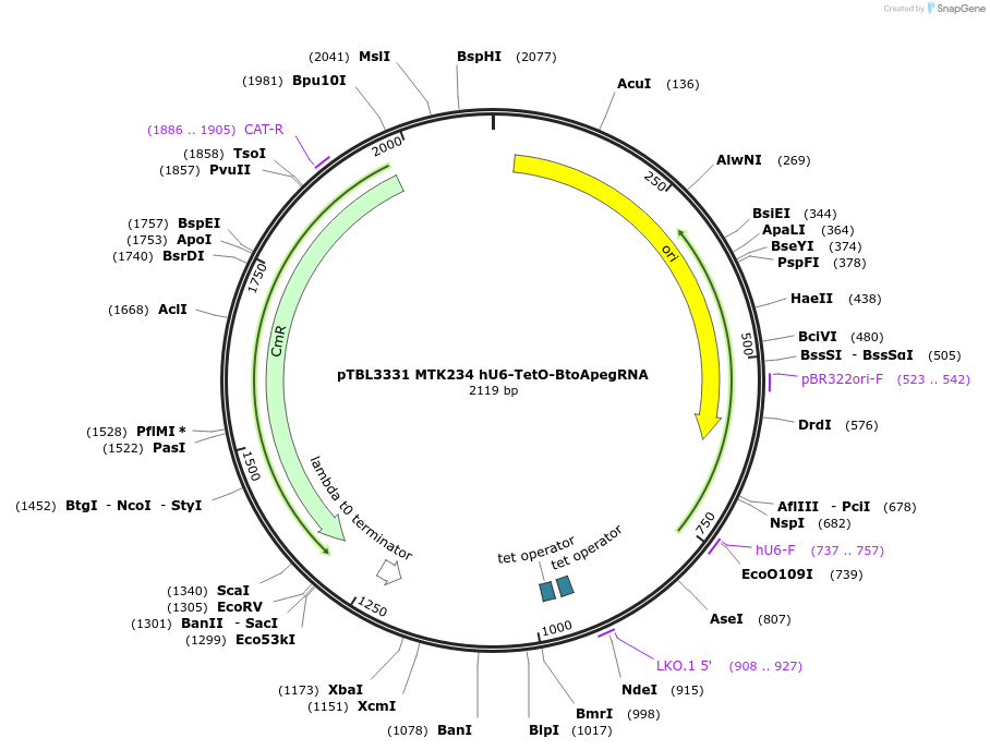 254860-plasmid-map-sequence-id-523568