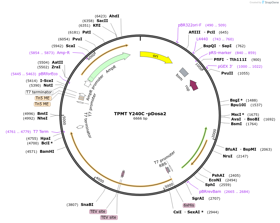 260669-plasmid-map-sequence-id-523583