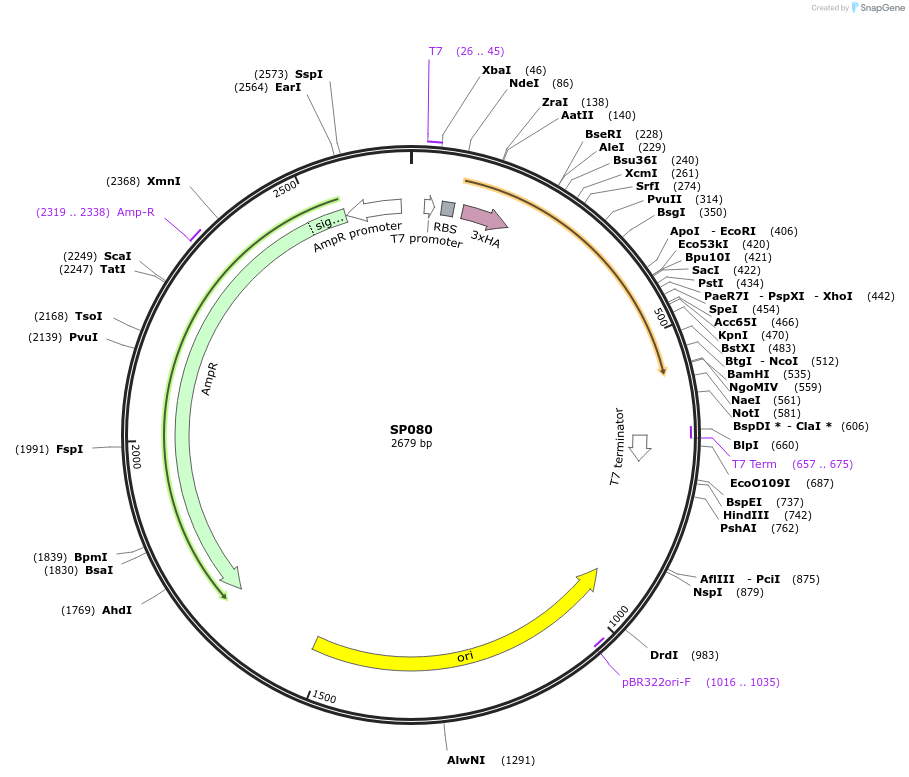 262958-plasmid-map-sequence-id-523598