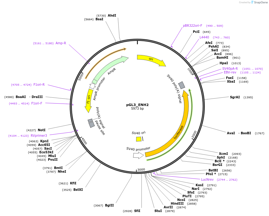 263201-plasmid-map-sequence-id-523607