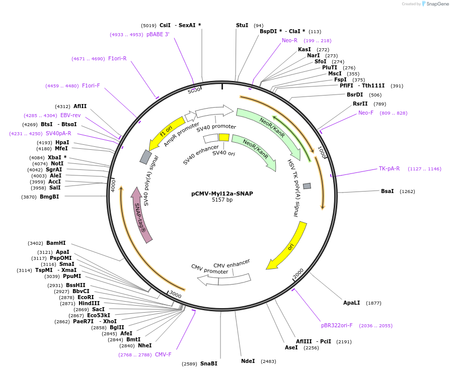 261903-plasmid-map-sequence-id-523616