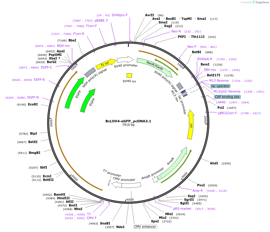 262687-plasmid-map-sequence-id-523621