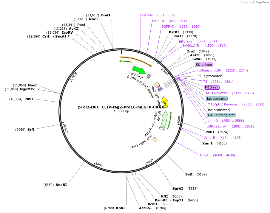 261610-plasmid-map-sequence-id-523630