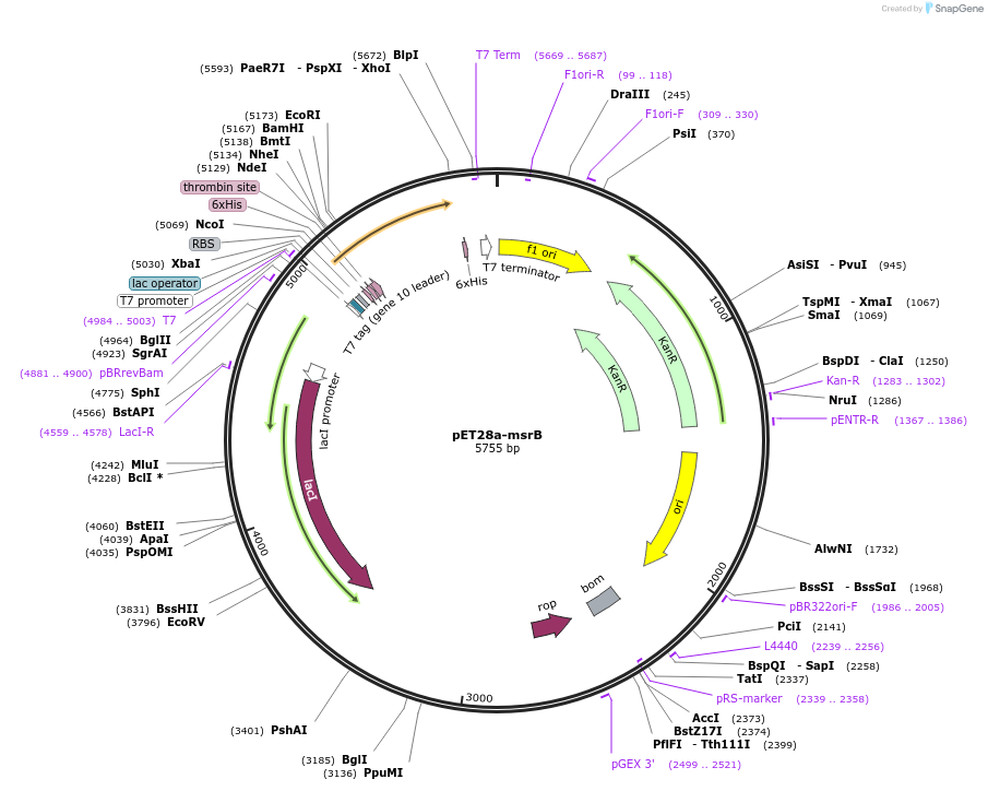 257815-plasmid-map-sequence-id-523667