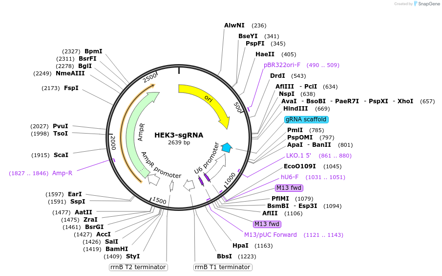 261765-plasmid-map-sequence-id-523714