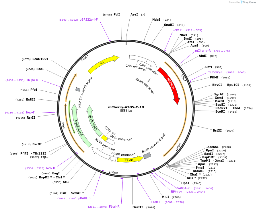 54995-plasmid-map-sequence-id-523743
