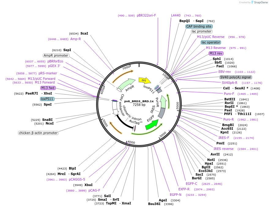 260606-plasmid-map-sequence-id-523797