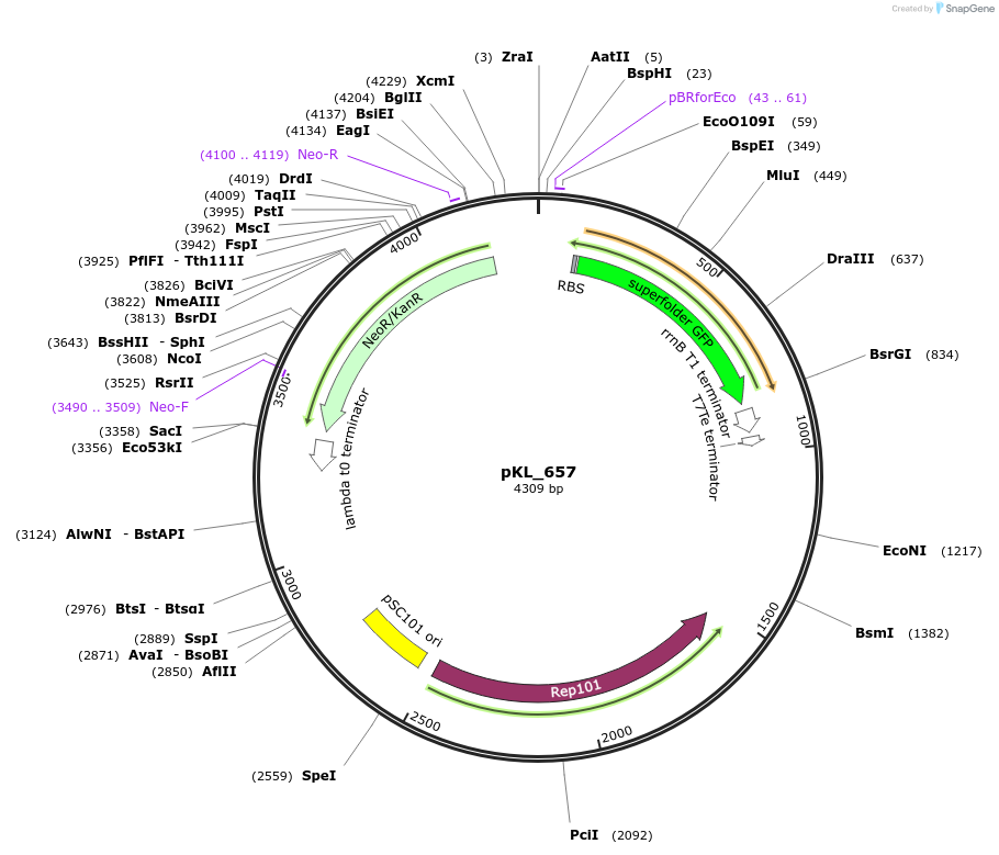 260480-plasmid-map-sequence-id-523802