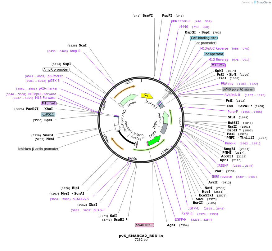 260589-plasmid-map-sequence-id-523807