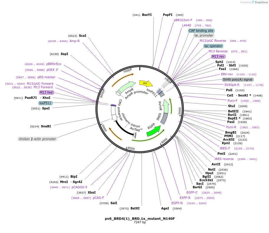 260593-plasmid-map-sequence-id-523808