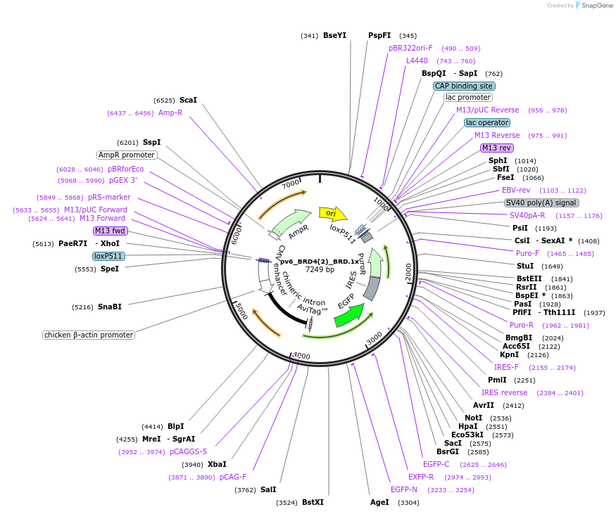 260596-plasmid-map-sequence-id-523810