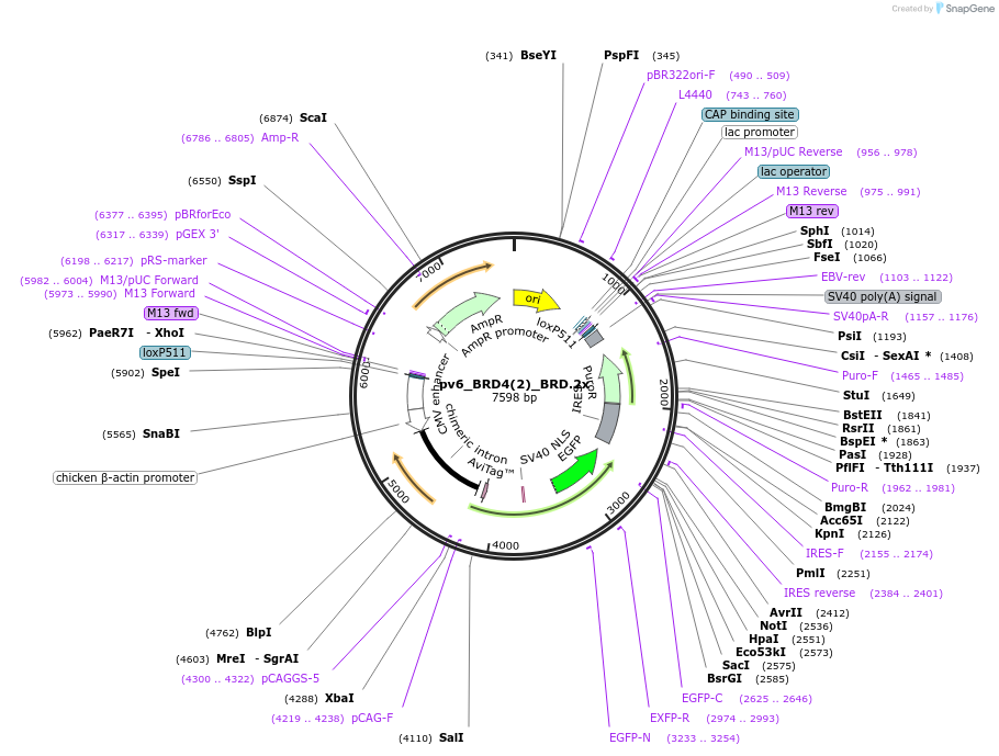 260597-plasmid-map-sequence-id-523811