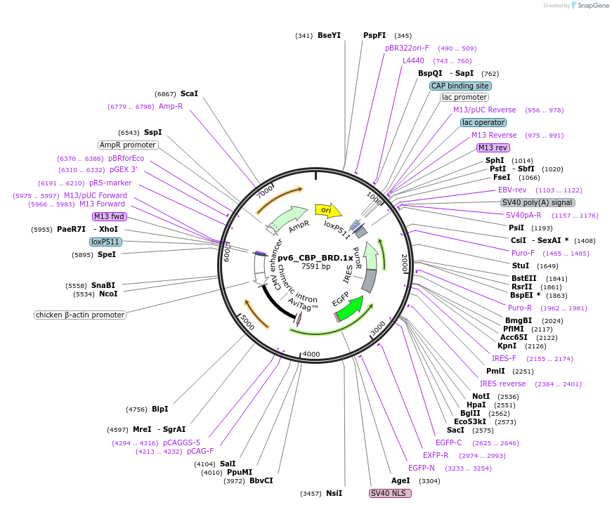 260598-plasmid-map-sequence-id-523812